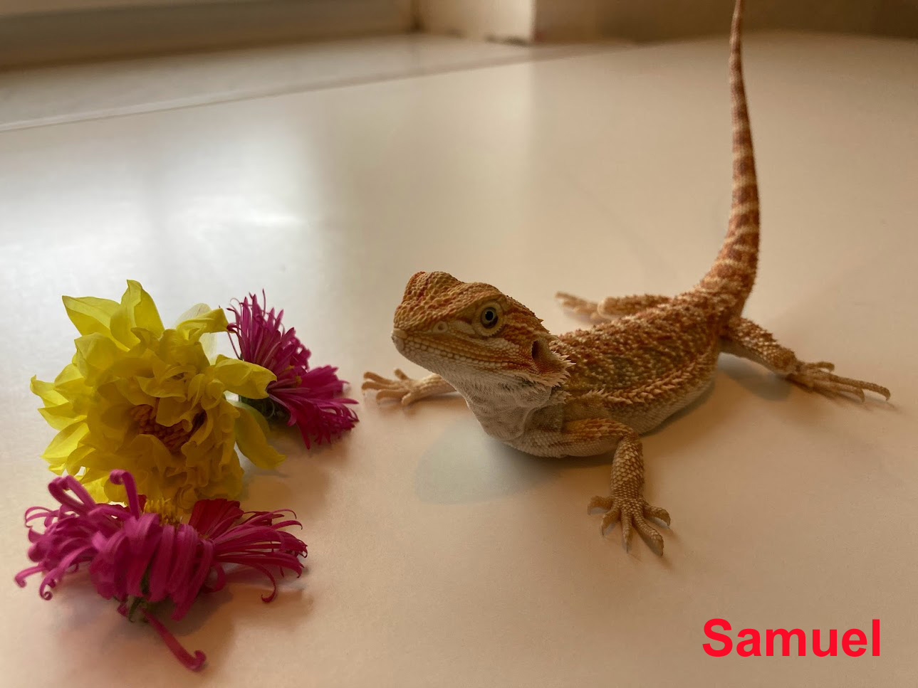 Samuel