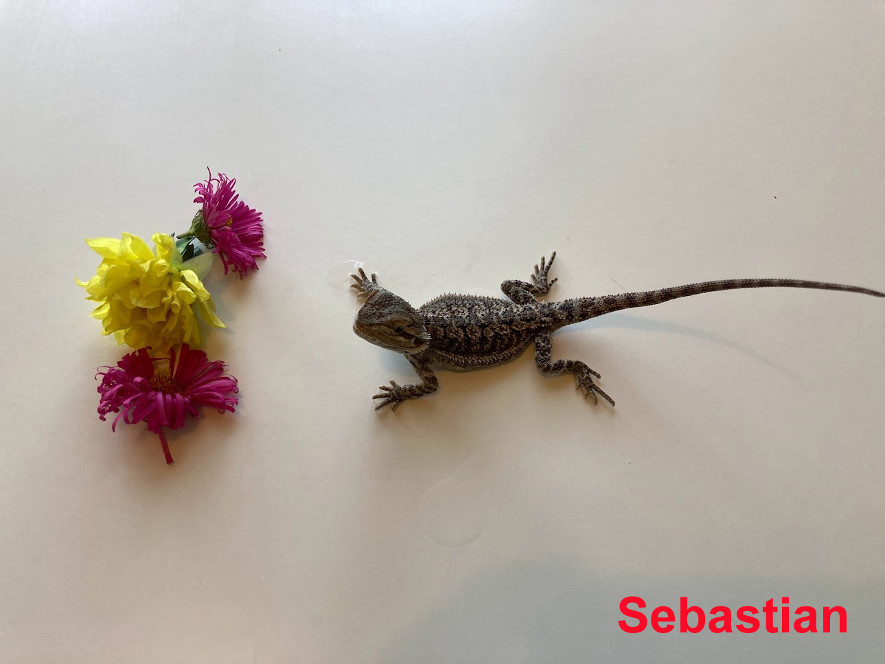 Sebastian
