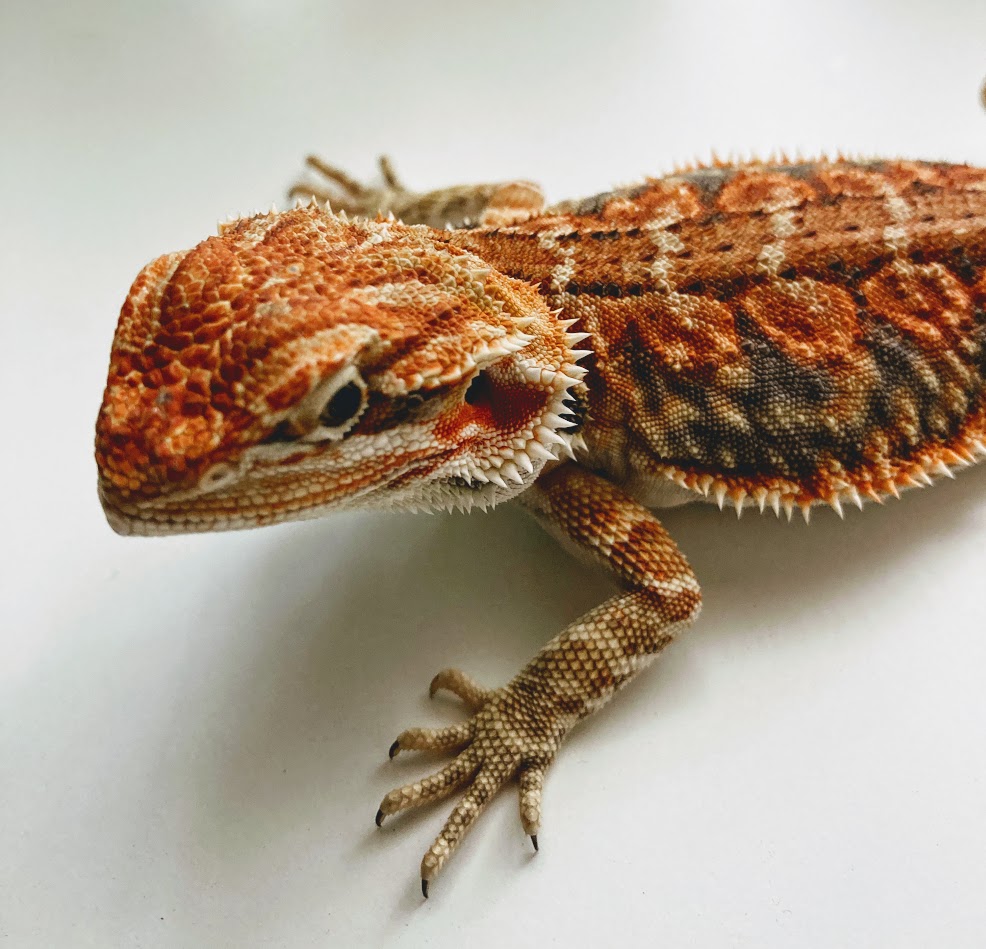 agama vousatá