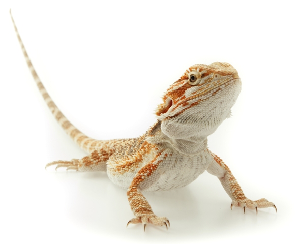 Bearded dragon