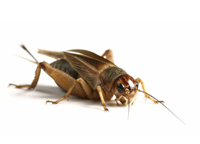Gryllus assimilis
