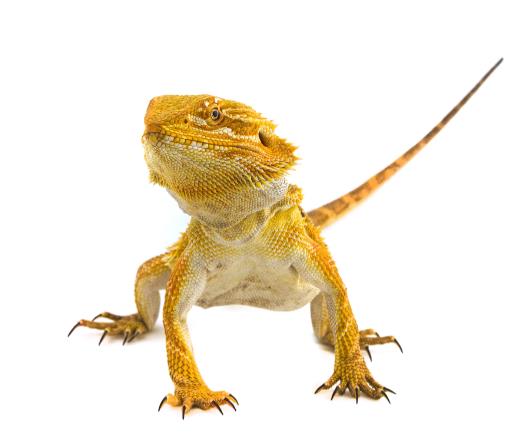 agama vousatá