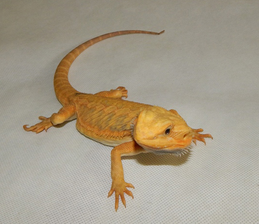 Leatherback agama vousatá