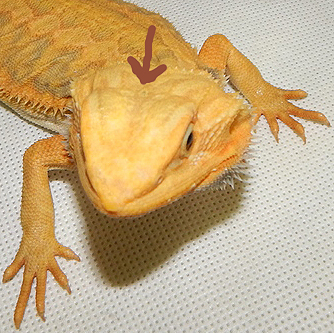 agama vousatá