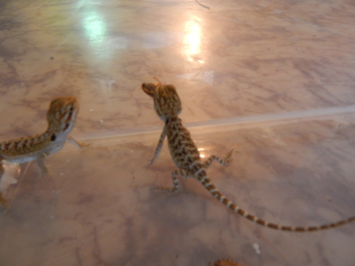 mladata_agama_4