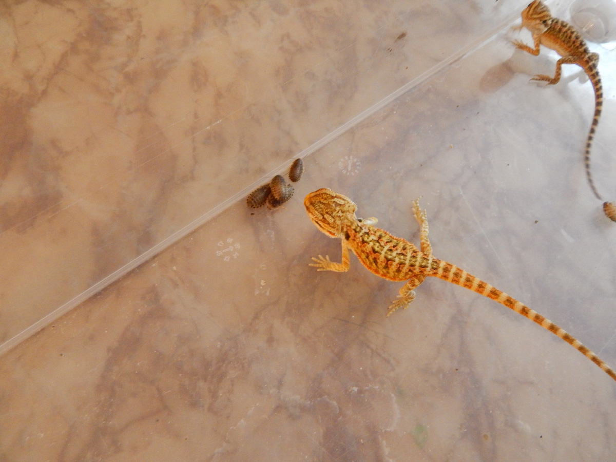 mladata_agama_6